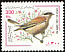 Red-backed Shrike Lanius collurio  2000 Bird definitive 