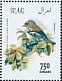 Eurasian Chaffinch Fringilla coelebs  2019 Birds 