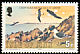 Lesser Black-backed Gull Larus fuscus  1983 Birds 
