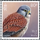 Common Kestrel Falco tinnunculus  2023 Birds of prey 