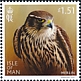 Merlin Falco columbarius  2023 Birds of prey 