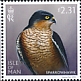 Eurasian Sparrowhawk Accipiter nisus  2023 Birds of prey 