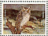 Pallid Scops Owl Otus brucei  1987 Biblical birds, owls Sheet, s 31x23mm