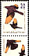 Tristram's Starling Onychognathus tristramii  1992 Songbirds 