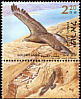 Golden Eagle Aquila chrysaetos  2002 Birds of the Jordan Valley 