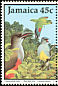 Chestnut-bellied Cuckoo Coccyzus pluvialis  1988 Jamaican birds 