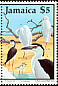 Black-necked Stilt Himantopus mexicanus  1988 Jamaican birds 