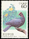 Black Wood Pigeon Columba janthina  1984 Endangered birds 