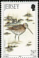 Common Snipe Gallinago gallinago  1992 Winter birds 