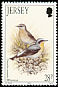 Northern Wheatear Oenanthe oenanthe  1993 Summer birds 
