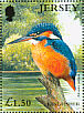 Common Kingfisher Alcedo atthis  2001 Jersey nature  MS