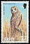 Short-eared Owl Asio flammeus  2001 Birds of prey 