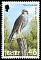 Eurasian Sparrowhawk Accipiter nisus  2001 Birds of prey 
