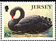 Black Swan Cygnus atratus  2004 Ducks and swans 