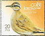 Cream-colored Courser Cursorius cursor  2009 Birds 
