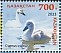 Whooper Swan Cygnus cygnus  2023 Birds 