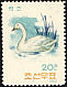 Tundra Swan Cygnus columbianus  1962 Birds 