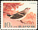 Daurian Starling Agropsar sturninus  1973 Korean songbirds 
