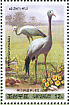 Blue Crane Grus paradisea  2009 Central Zoo Booklet