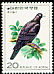 Black Wood Pigeon Columba janthina  1976 Birds 