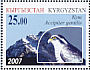Eurasian Goshawk Accipiter gentilis  2007 Birds of prey 