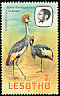Grey Crowned Crane Balearica regulorum  1981 Birds p 14Â½