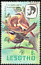 Cape Robin-Chat Dessonornis caffer  1981 Birds p 14Â½