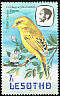 Yellow Canary Crithagra flaviventris  1981 Birds p 14Â½