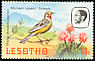 Cape Longclaw Macronyx capensis  1981 Birds p 14Â½