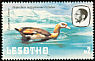 Egyptian Goose Alopochen aegyptiaca  1981 Birds p 14Â½