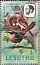 Cape Robin-Chat Dessonornis caffer  1981 Birds Booklet