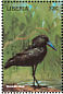 Hamerkop Scopus umbretta  1998 Birds of the world Sheet