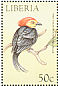 Wire-tailed Manakin Pipra filicauda  1999 Birds of the world Sheet