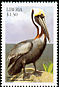 Brown Pelican Pelecanus occidentalis  1999 Seabirds 