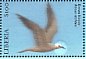 Brown Noddy Anous stolidus  2001 Birds  MS MS