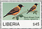 Black-winged Oriole Oriolus nigripennis  2007 Birds of Africa Sheet