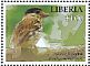 African Broadbill Smithornis capensis