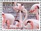 Greater Flamingo Phoenicopterus roseus  2016 Birds of West Africa  MS