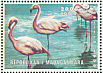 Greater Flamingo Phoenicopterus roseus  1999 Birds Sheet