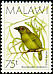 Green Barbet Cryptolybia olivacea  1988 Birds 