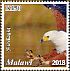 African Fish Eagle Icthyophaga vocifer  2018 Malawi indigenous birds  MS MS MS MS MS