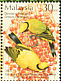 Black-naped Oriole Oriolus chinensis  2002 Birds 