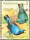 Asian Fairy-bluebird Irena puella  2002 Birds 
