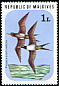 Lesser Frigatebird Fregata ariel  1977 Birds 