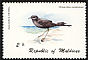 Wilson's Storm Petrel Oceanites oceanicus  1980 Birds 