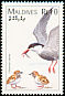 Whiskered Tern Chlidonias hybrida  1997 Birds of the world 