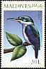Collared Kingfisher Todiramphus chloris  2000 Birds of the tropics 