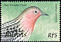 Red-throated Pipit Anthus cervinus  2002 Birds of the Maldives 