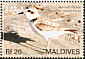 Kentish Plover Anarhynchus alexandrinus  2007 Birds 