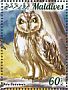 Short-eared Owl Asio flammeus  2015 Birds of prey  MS